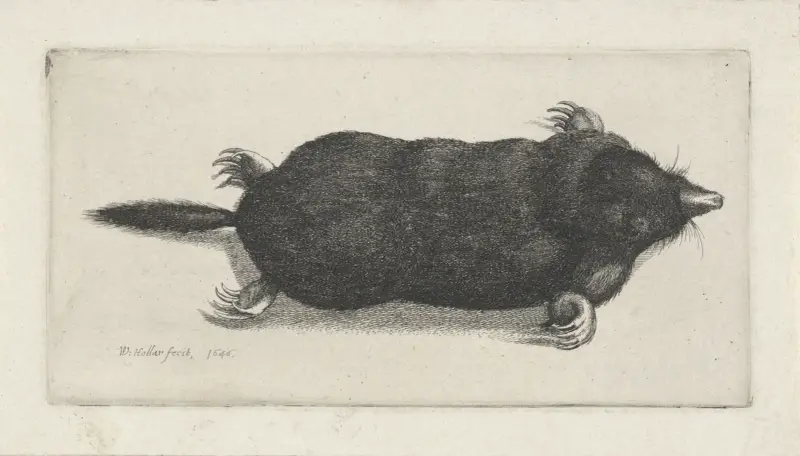 Toter Maulwurf von Wenceslaus Hollar