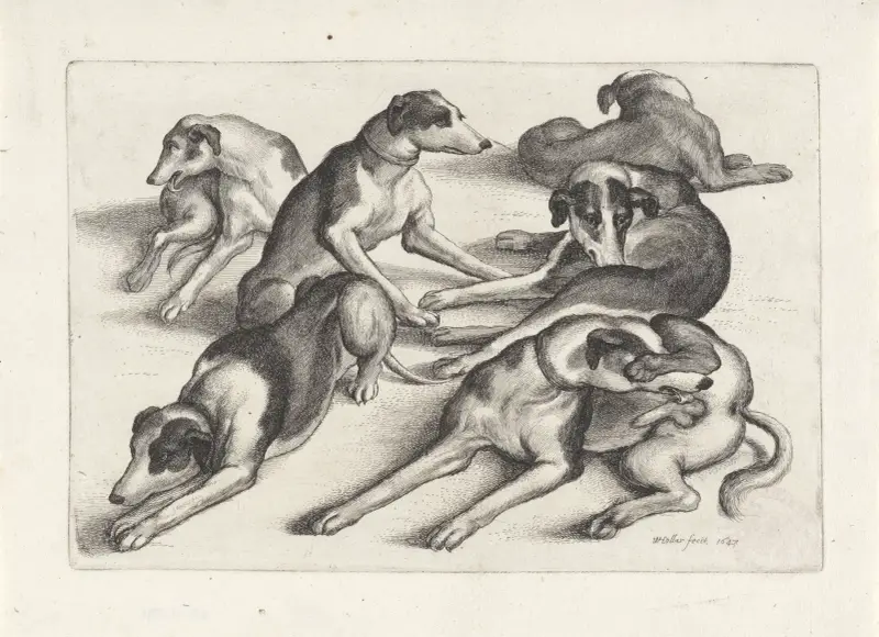 Fem hundar liggande på marken, slickande sig av Wenceslaus Hollar