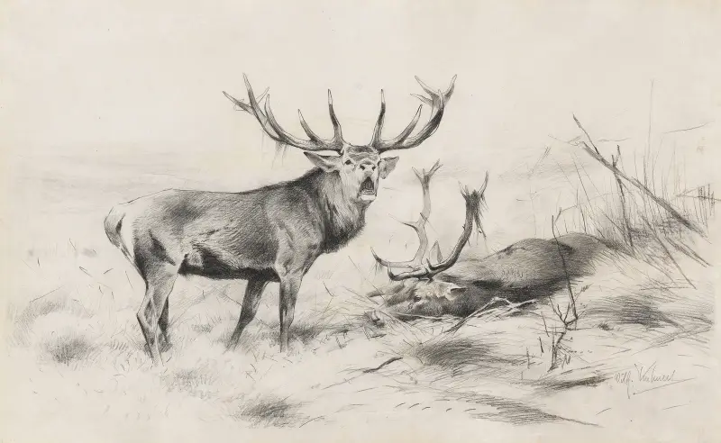Poražený (Jeleni lesní), 1920 – Nr. 2, Wilhelm Kuhnert