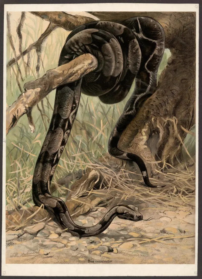 Boa constrictor av Wilhelm Kuhnert