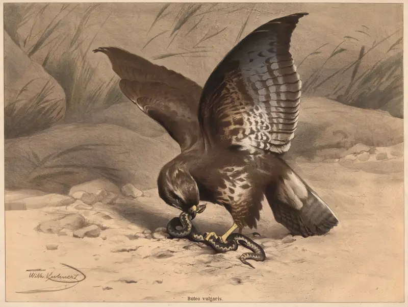 Buzzard av Wilhelm Kuhnert