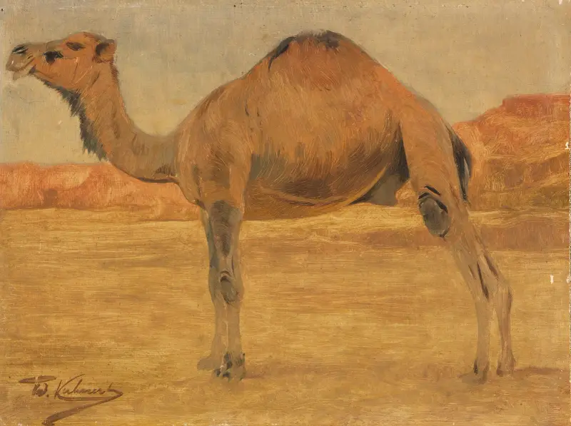 Dromedar av Wilhelm Kuhnert