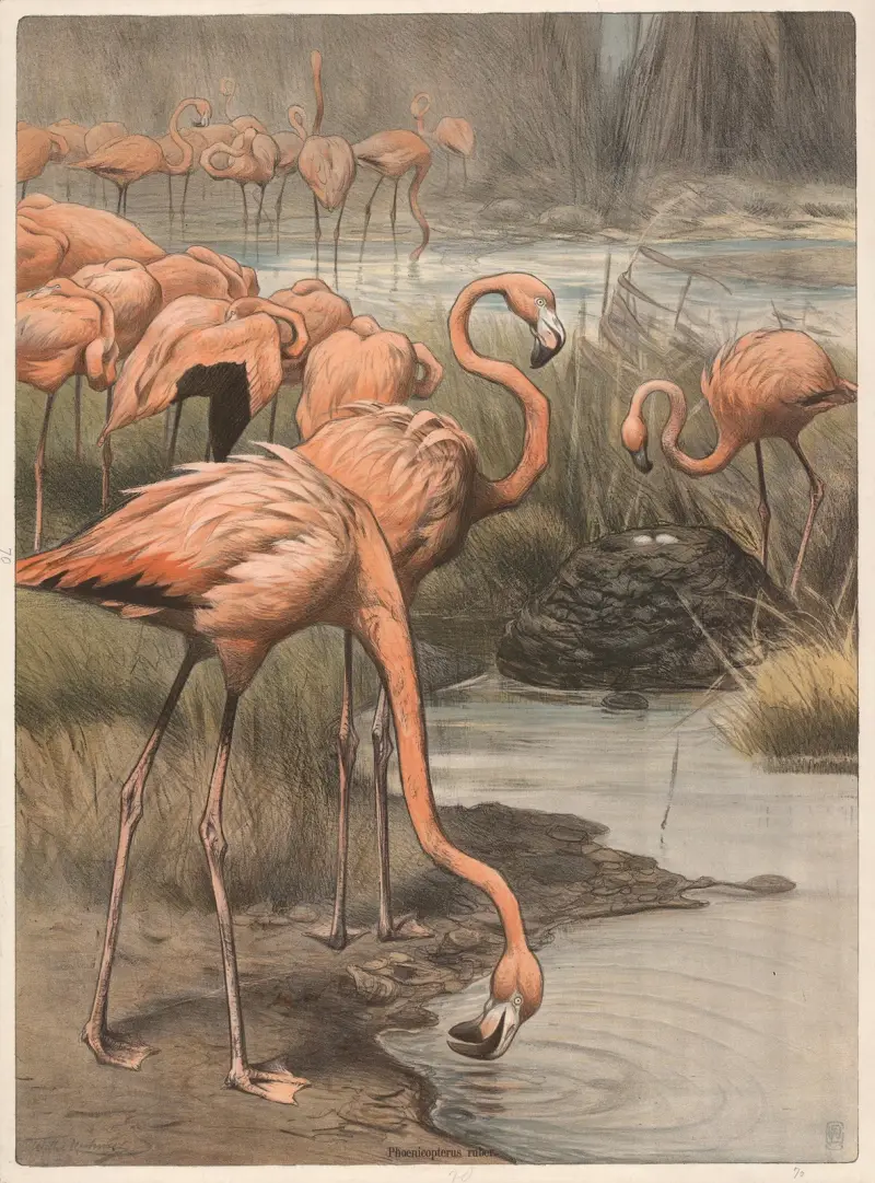 Flamingo, Wilhelm Kuhnert