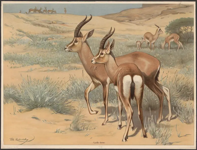 Gazelle av Wilhelm Kuhnert
