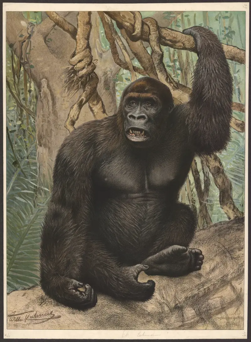 Gorila, Wilhelm Kuhnert