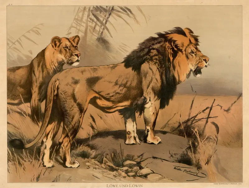 Lion and lioness av Wilhelm Kuhnert