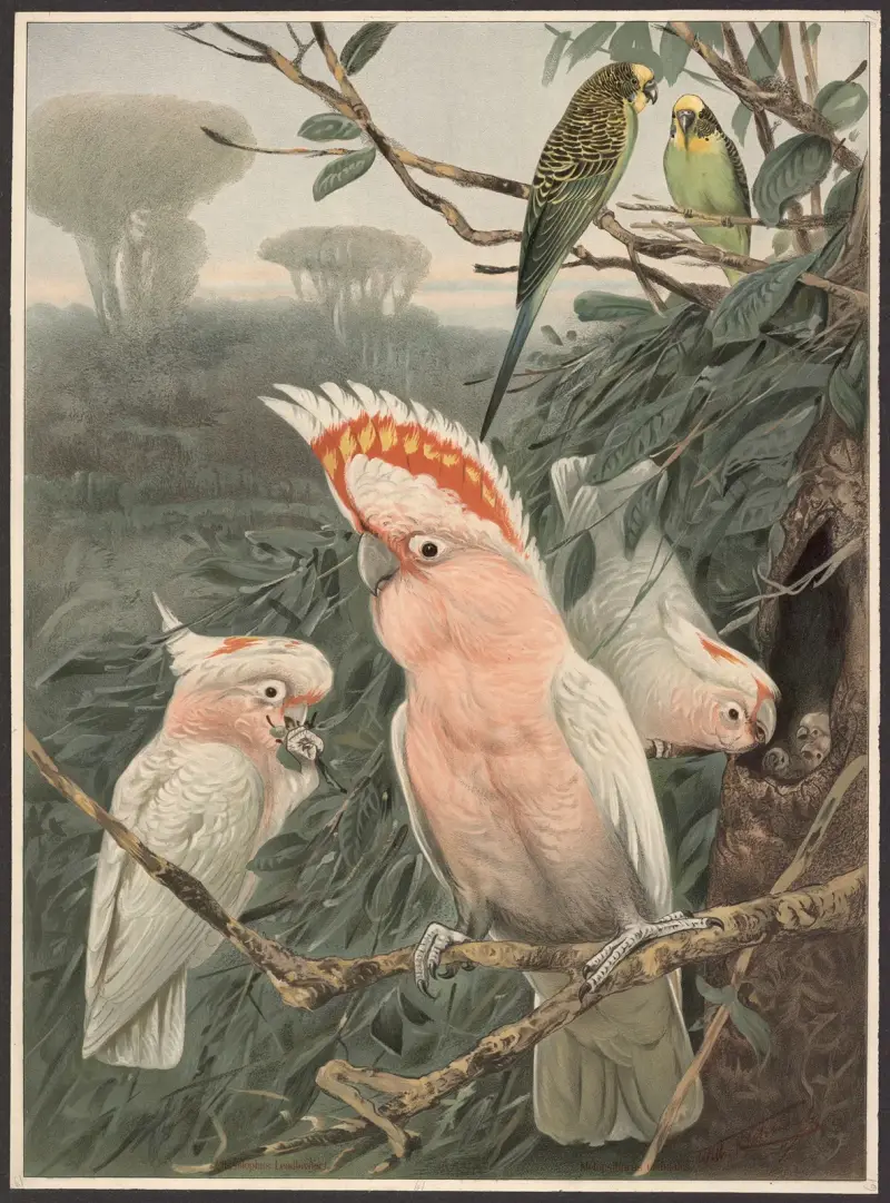 Růžový kakadu, Wilhelm Kuhnert