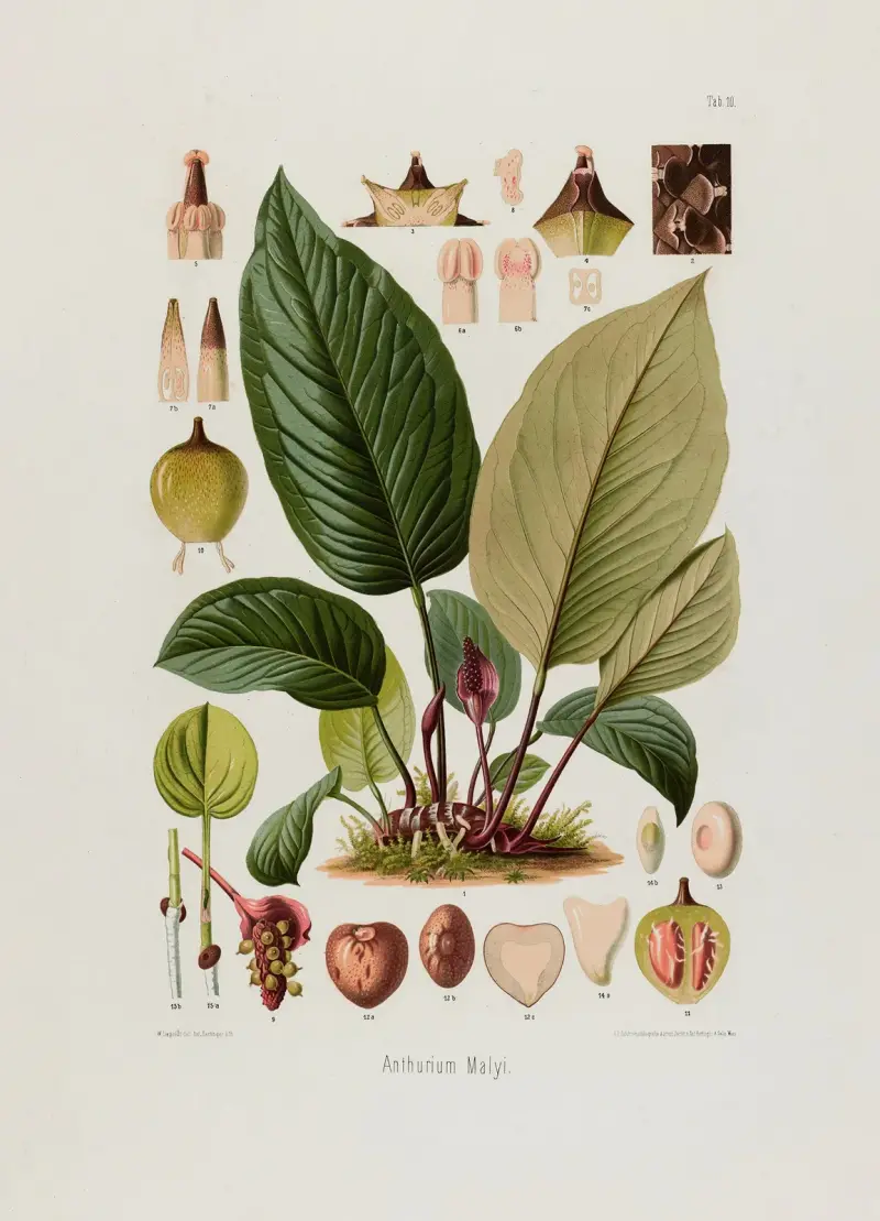 Aroideae Maximilianae Pl.10, Heinrich Wilhelm Schott