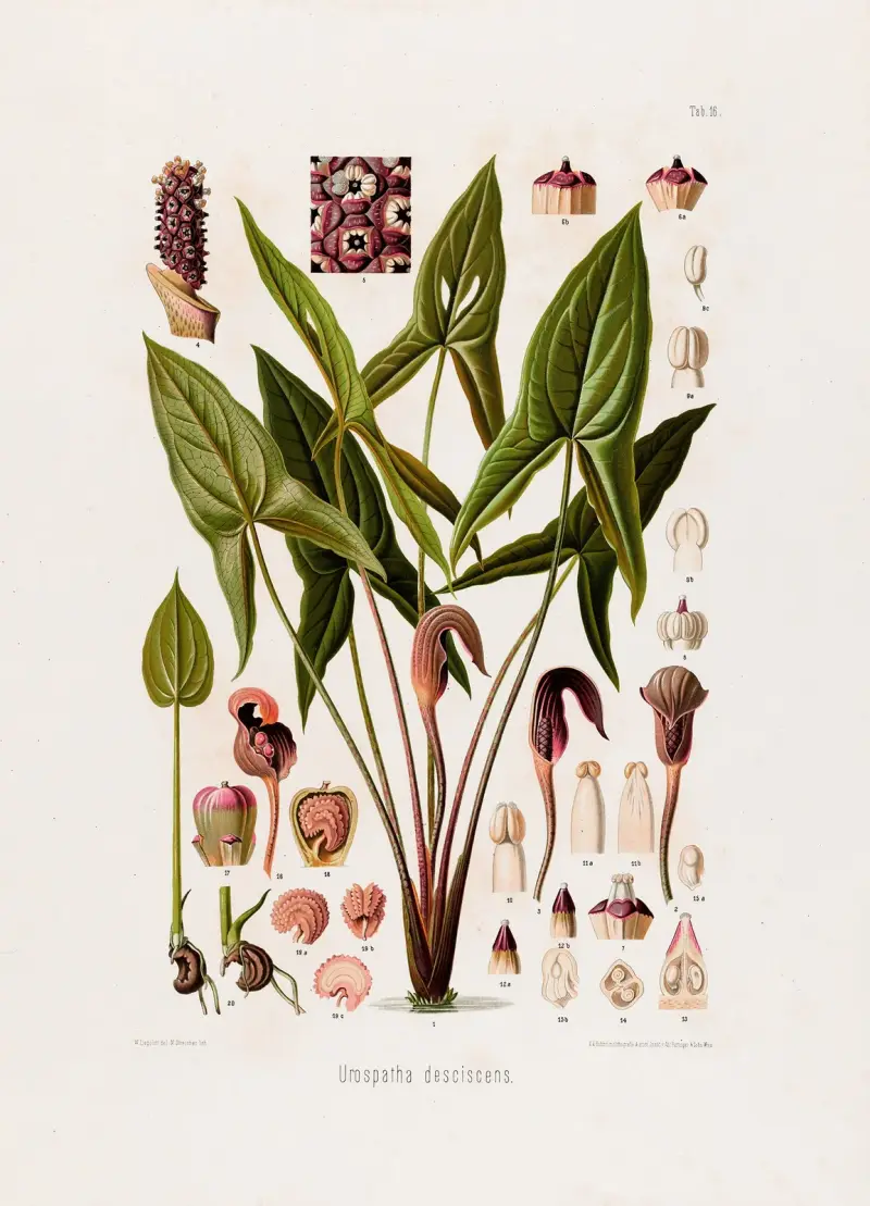 Aroideae Maximilianae Pl.16 av Heinrich Wilhelm Schott