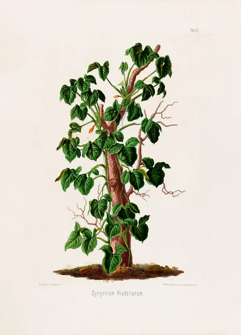Aroideae Maximilianae Pl.17, Heinrich Wilhelm Schott