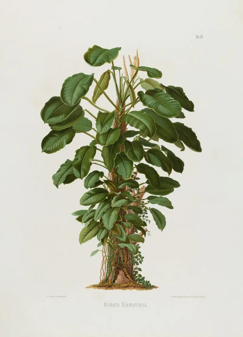 Aroideae Maximilianae Pl.19, Heinrich Wilhelm Schott