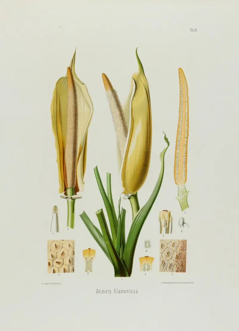 Aroideae Maximilianae Tablica 20, Heinrich Wilhelm Schott