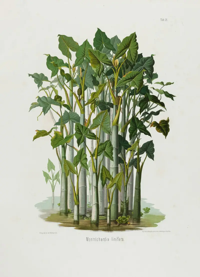Aroideae Maximilianae Tabl. 21, Heinrich Wilhelm Schott