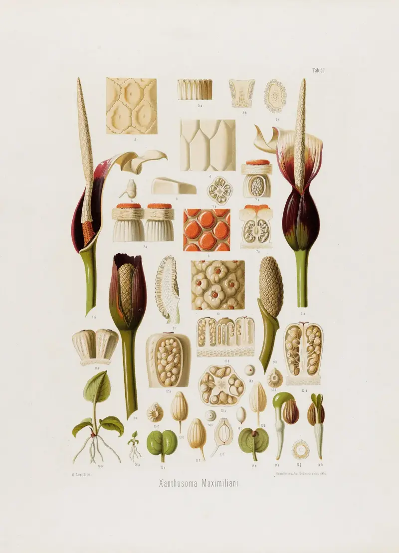 Aroideae Maximilianae Pl.33, Heinrich Wilhelm Schott