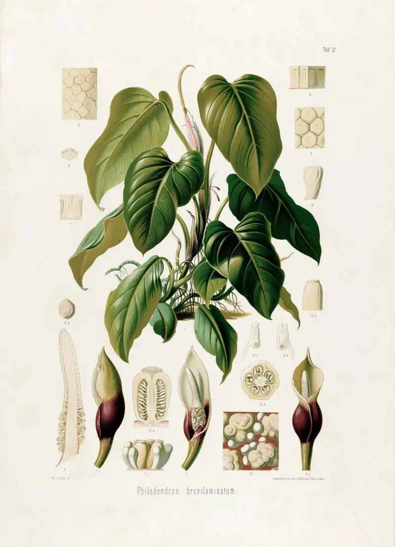 Aroideae Maximilianae Pl. 37 von Heinrich Wilhelm Schott
