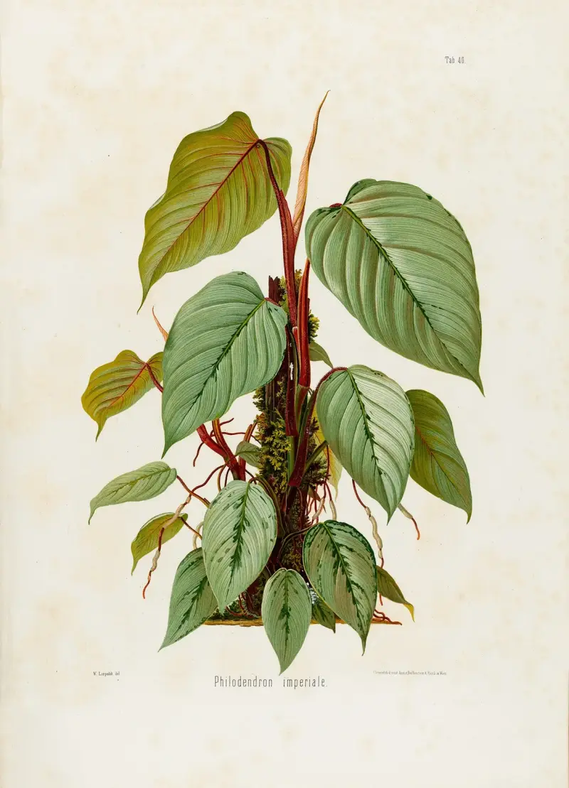 Aroideae Maximilianae Tabl. 40, Heinrich Wilhelm Schott