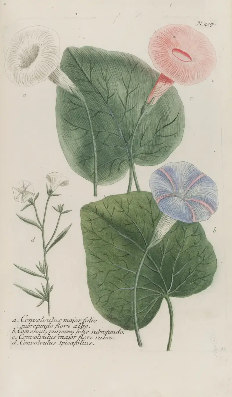 Phytanthoza iconographia Pl. 137, Johann Wilhelm Weinmann