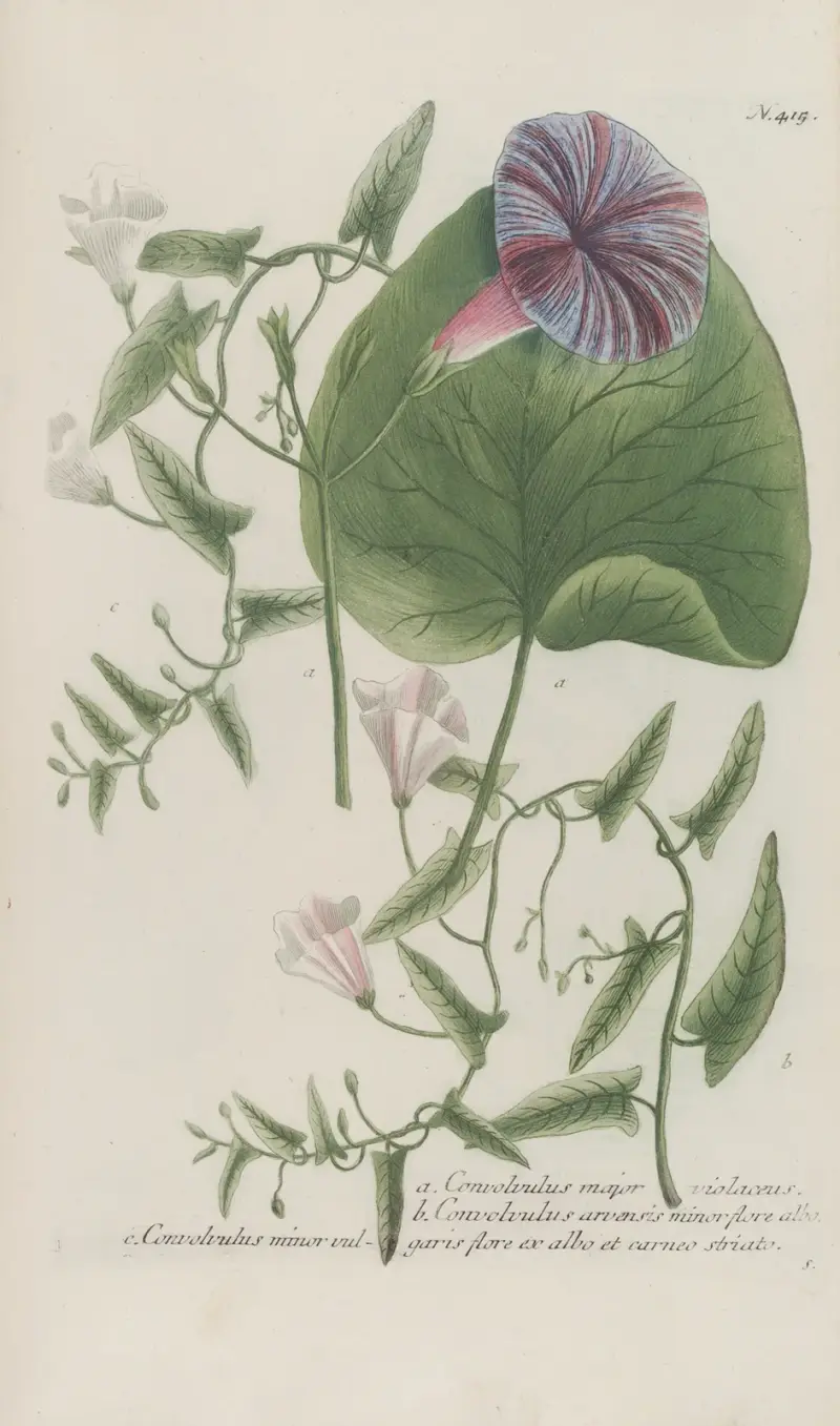 Phytanthoza iconographia, tabule 138, Johann Wilhelm Weinmann