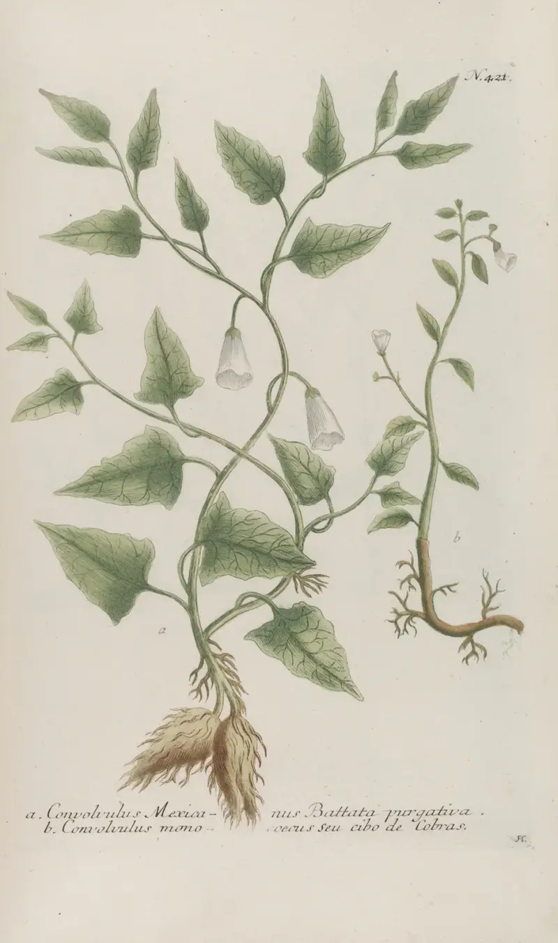 Phytanthoza iconographia Pl. 144, Johann Wilhelm Weinmann