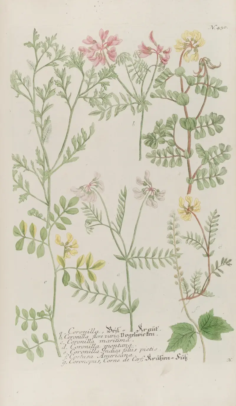 Phytanthoza iconographia Taf. 153 von Johann Wilhelm Weinmann
