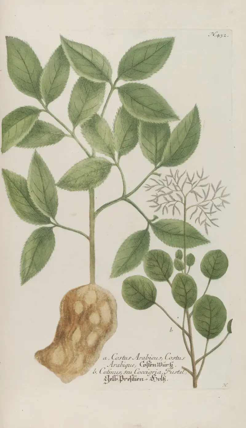 Phytanthoza iconographia Pl.155 av Johann Wilhelm Weinmann