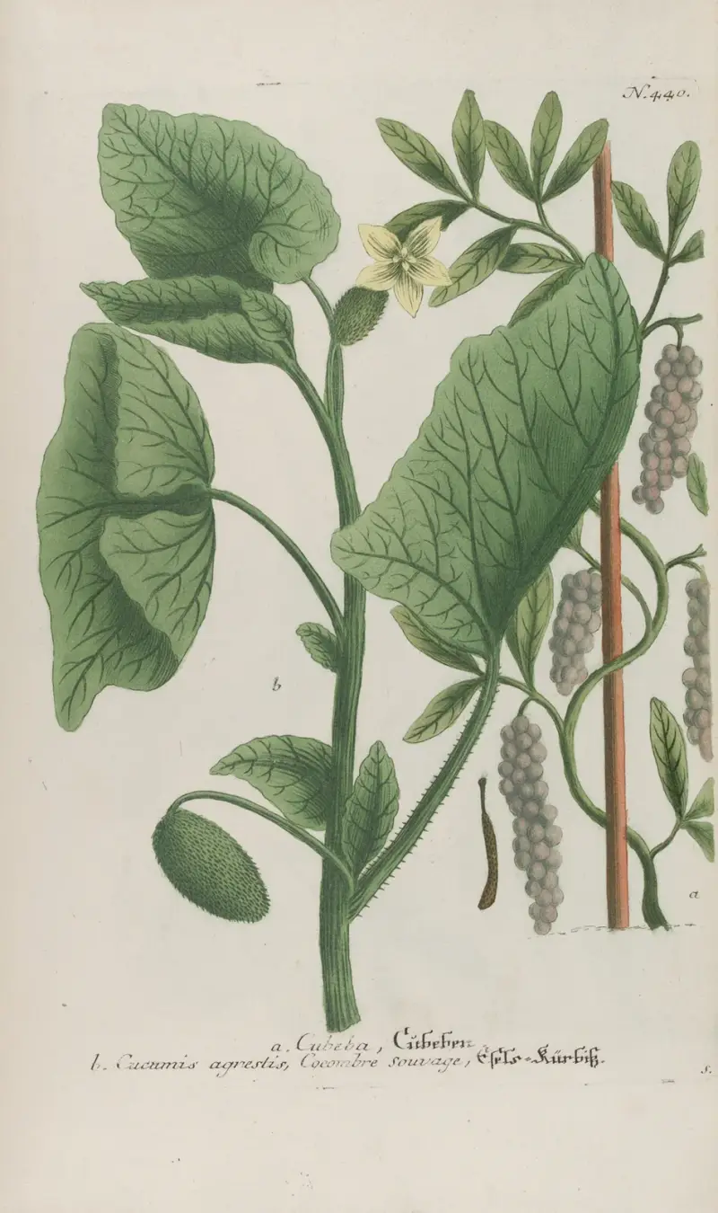 Phytanthoza iconographia Pl.163, Johann Wilhelm Weinmann