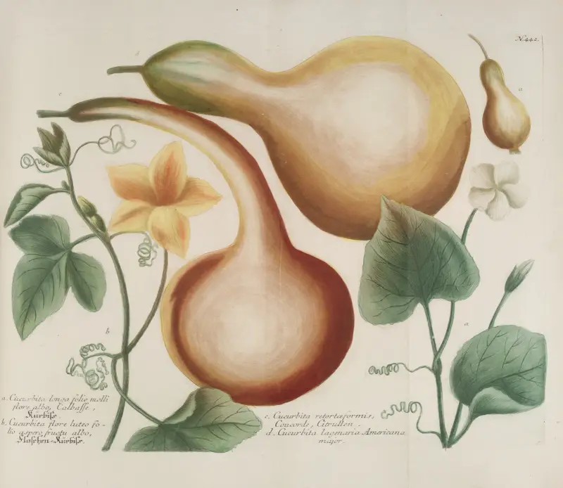 Phytanthoza iconographia Pl.165 av Johann Wilhelm Weinmann