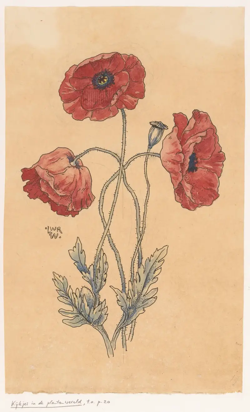 Maki, Willem Wenckebach