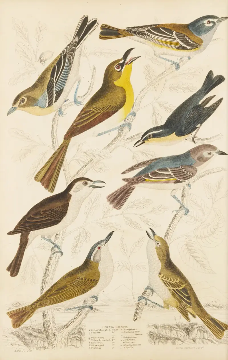Chats av William MacGillivray