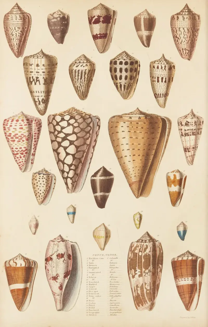 Cones av William MacGillivray