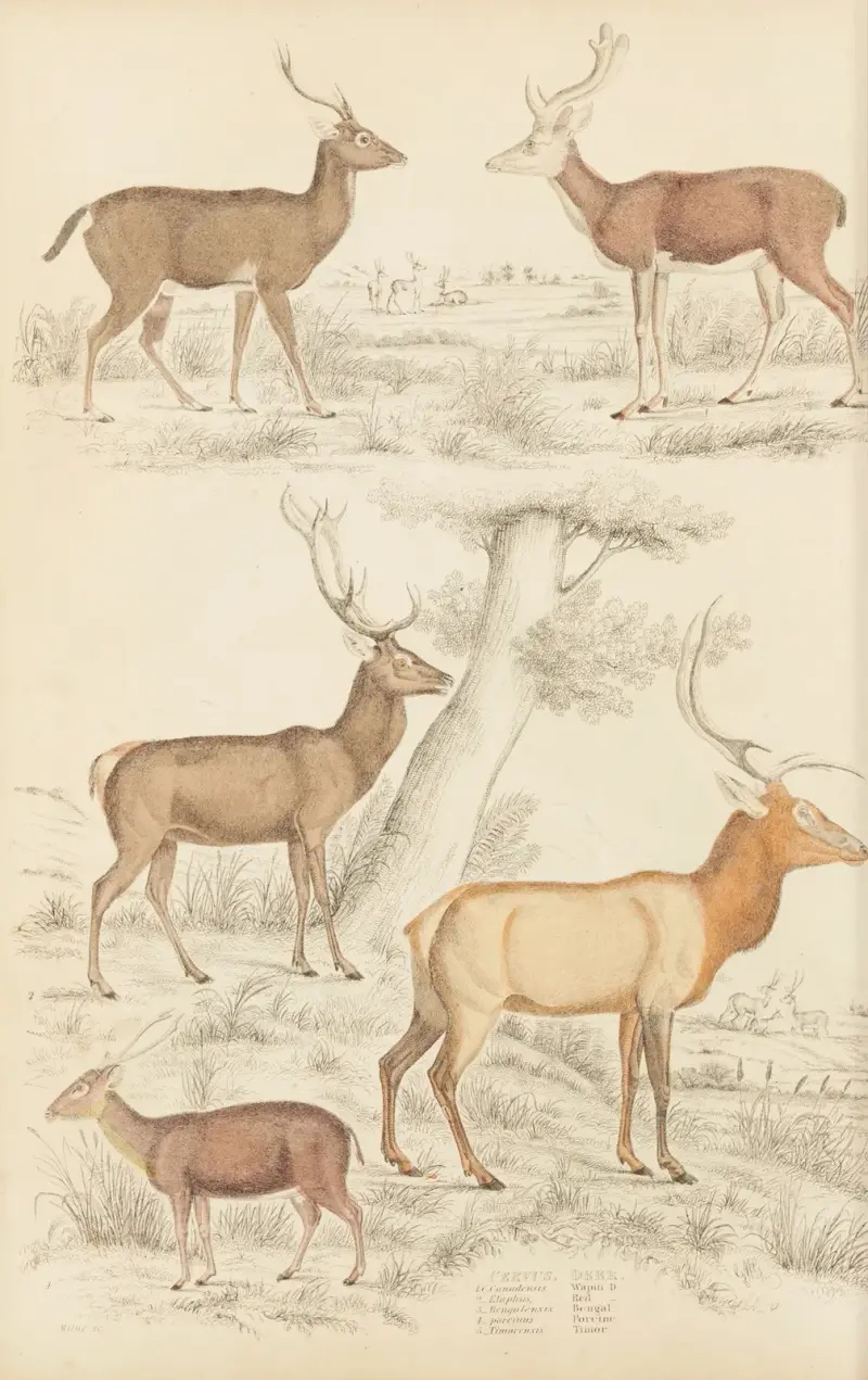 Jeleń, 1835 – Nr. 2, William MacGillivray