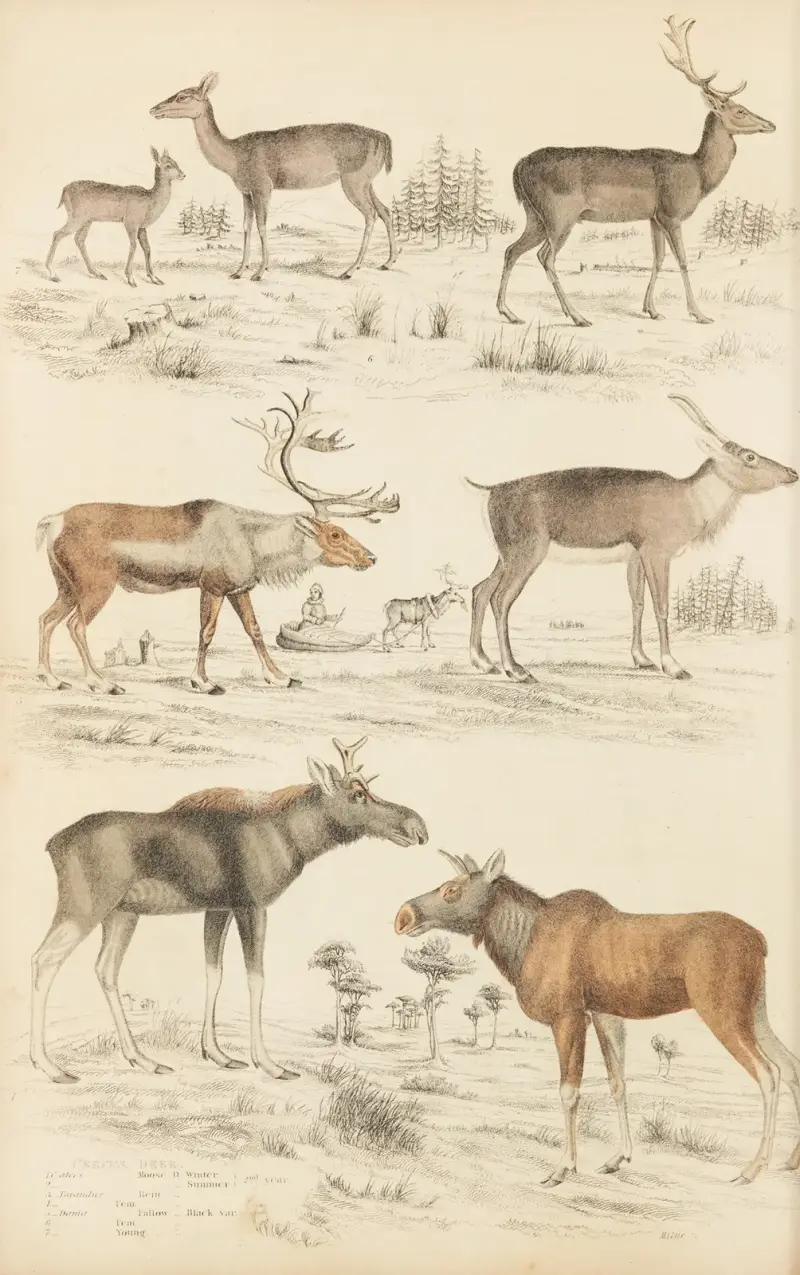 Jeleń, 1835 – Nr. 1, William MacGillivray