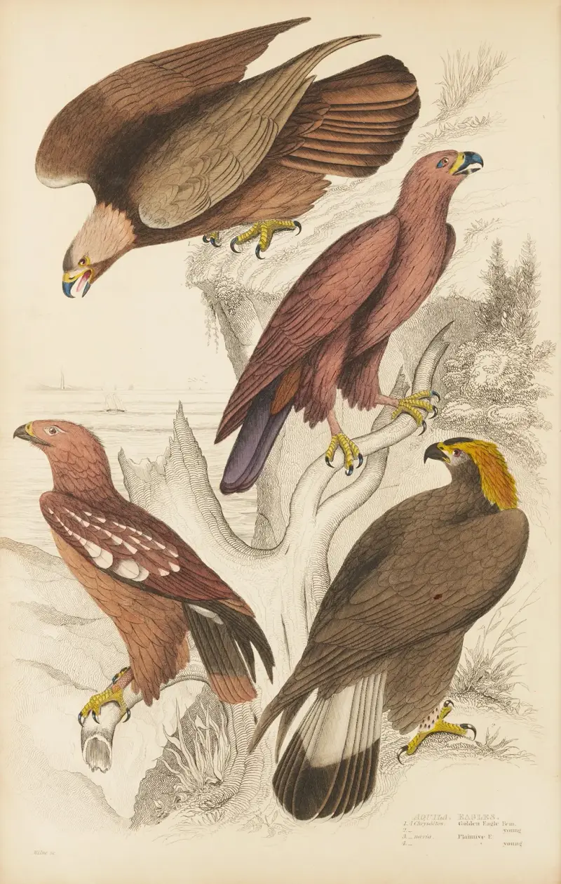 Orły, William MacGillivray