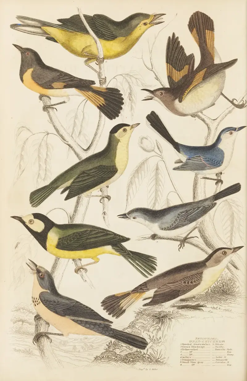 Lapací mušky, William MacGillivray