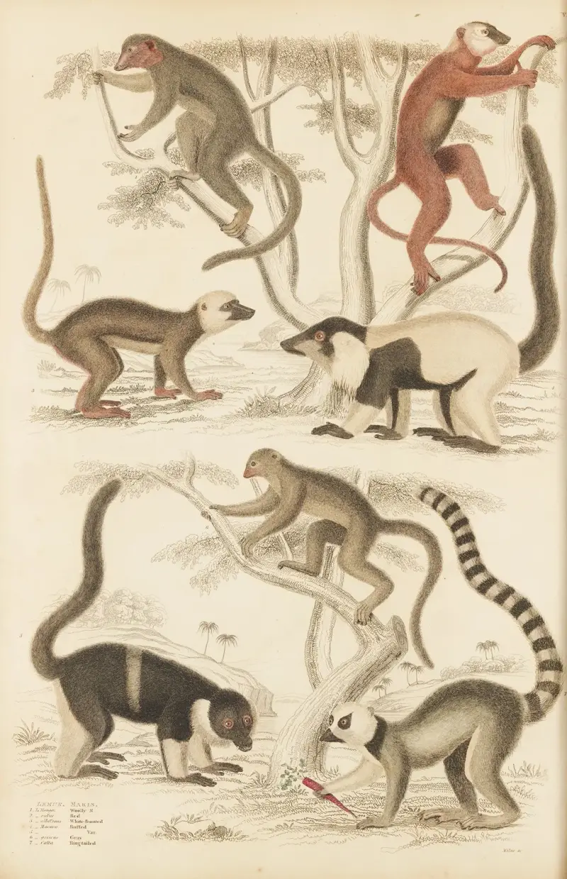 Lemur, William MacGillivray