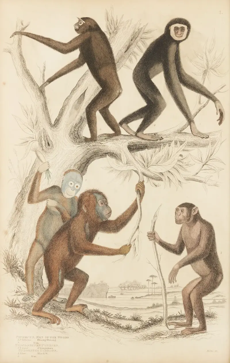 Skogens män av William MacGillivray