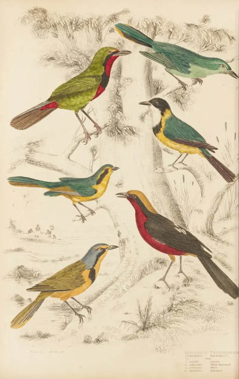 Thrush-Shrike av William MacGillivray