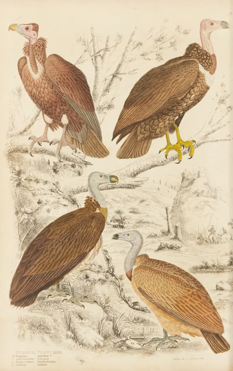 Supi, William MacGillivray