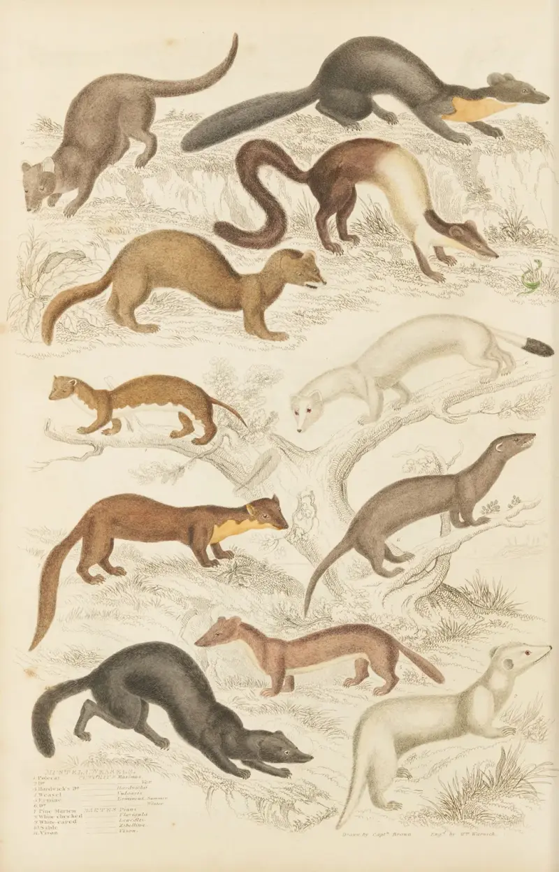 Weasels av William MacGillivray