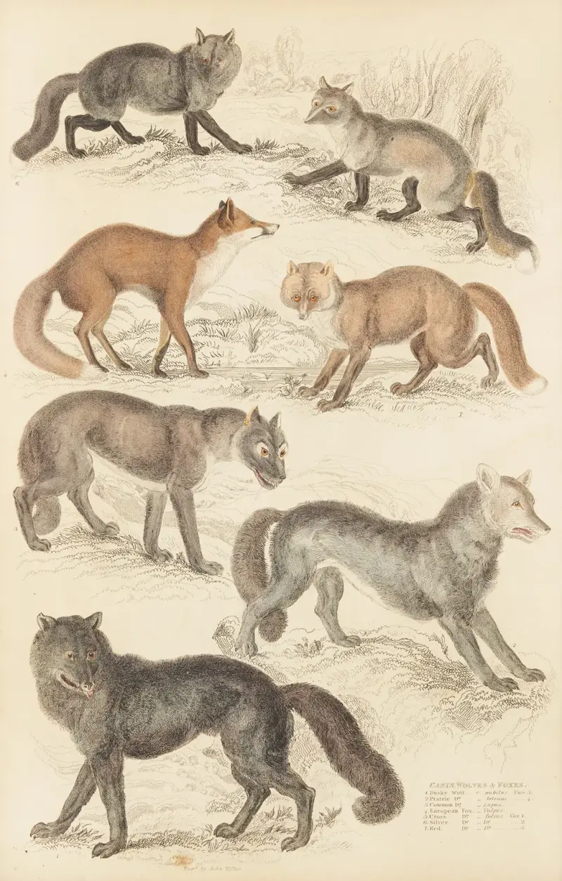 Wolves & Foxes av William MacGillivray