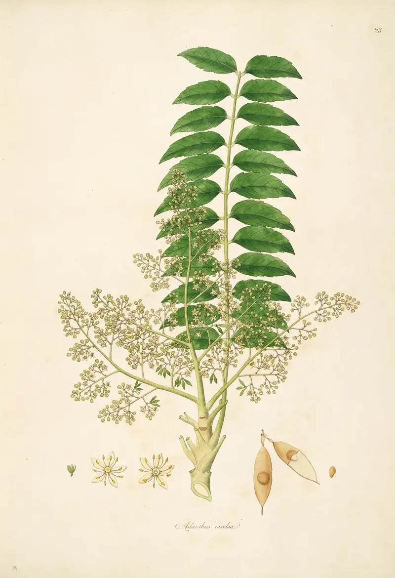 Pflanzen der Küste von Coromandel, Tafel 023 von William Roxburgh