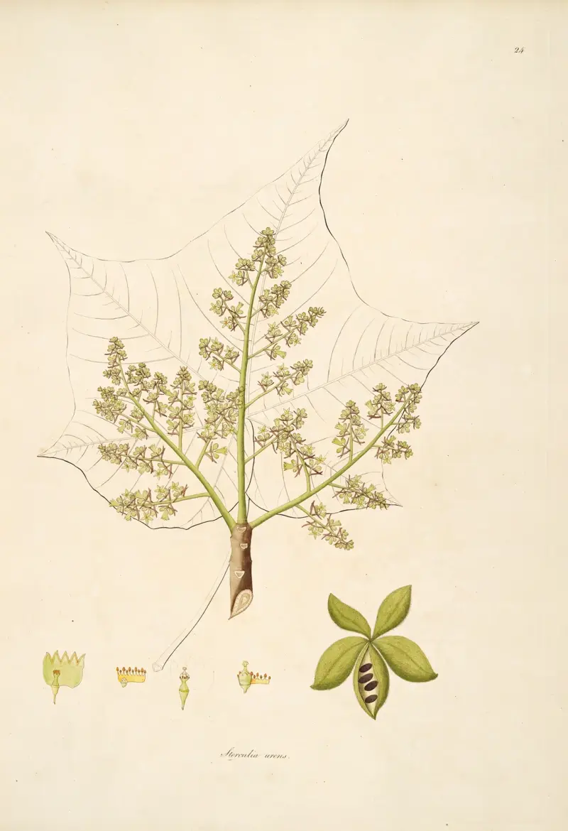 Plants of the coast of Coromandel Pl.024 av William Roxburgh