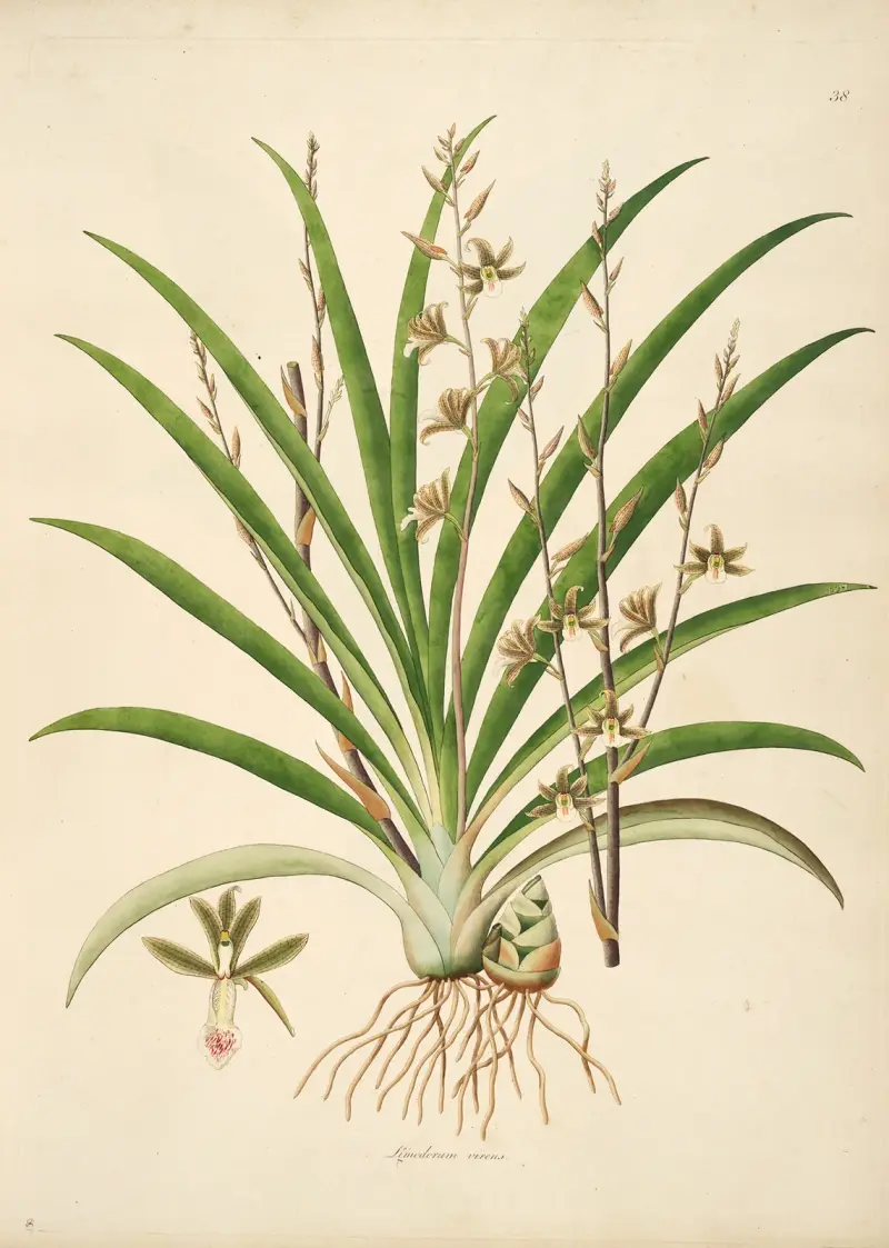 Pflanzen der Küste von Coromandel, Tafel 038 von William Roxburgh