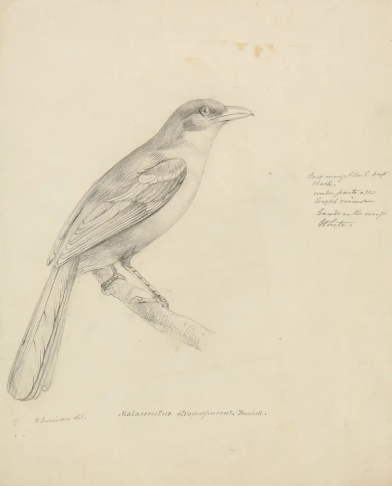 A Bird av William Swainson