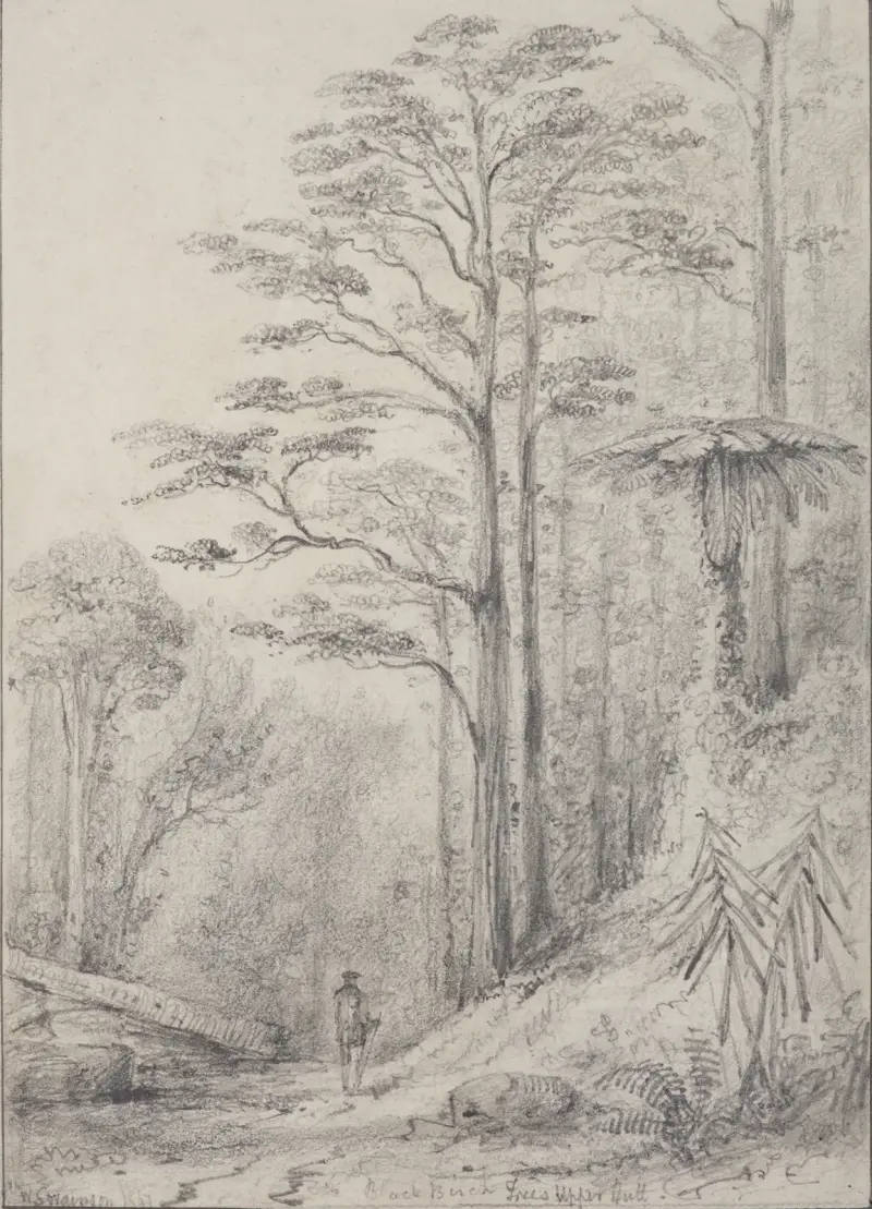 Black birch forest, Upper Hutt av William Swainson