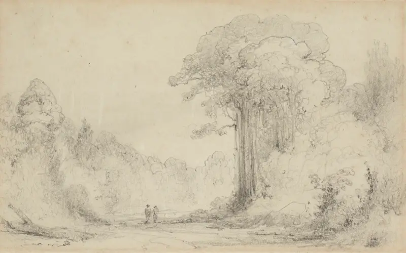 Eingang zum Totara-Hain, Upper Hutt von William Swainson