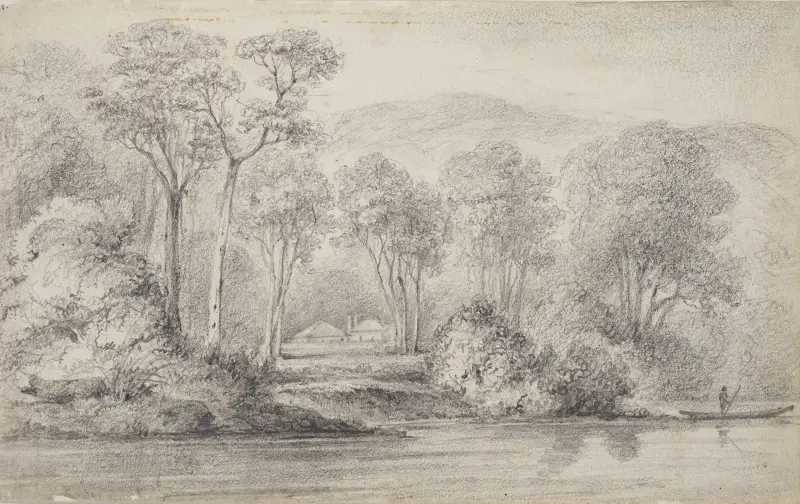 Newry, mr Molesworths, Huttfloden av William Swainson