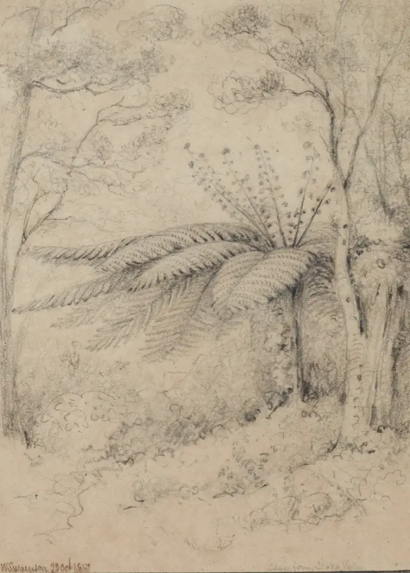 Silberfarn, Stokes Valley, 1847, Lower Hutt von William Swainson