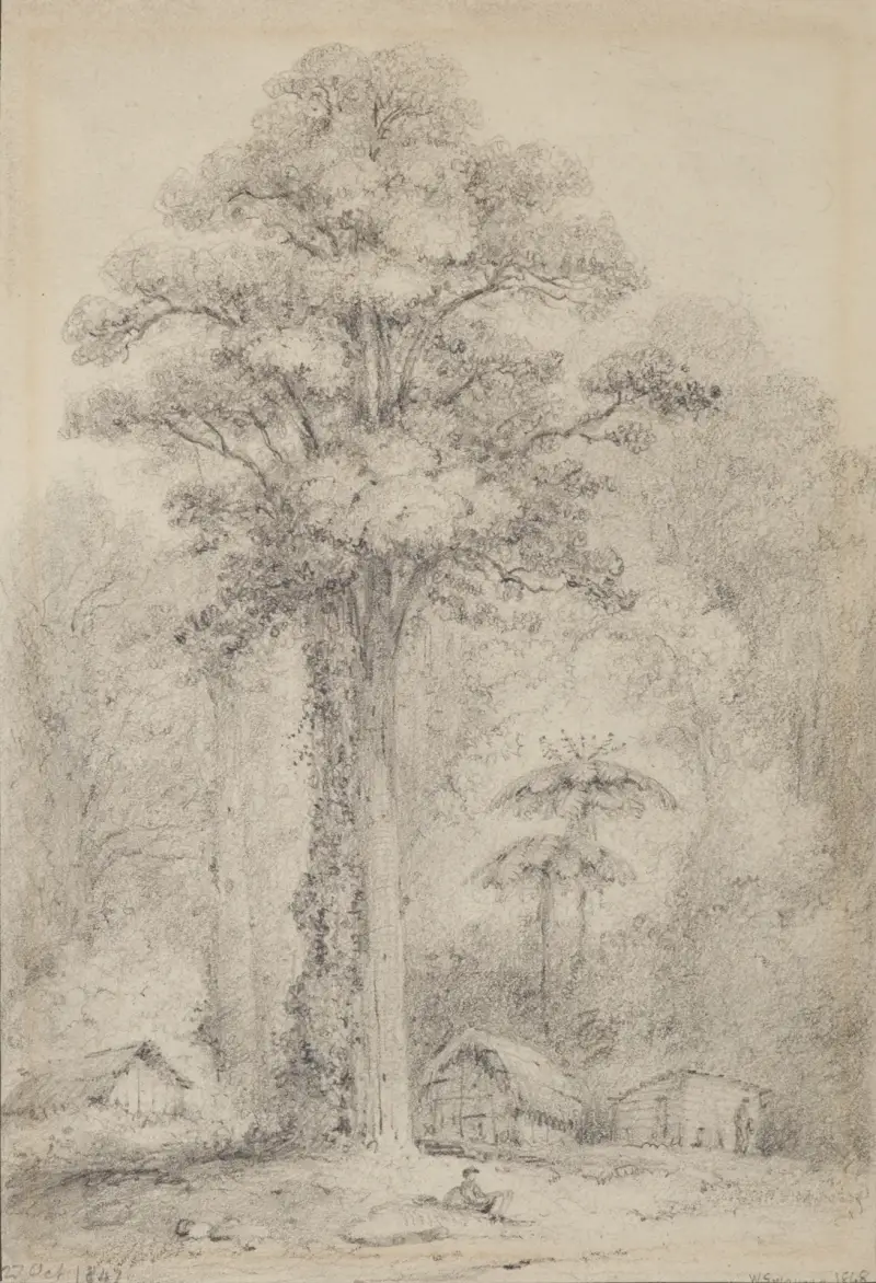 White pine, Stokes Valley, Upper Hutt av William Swainson