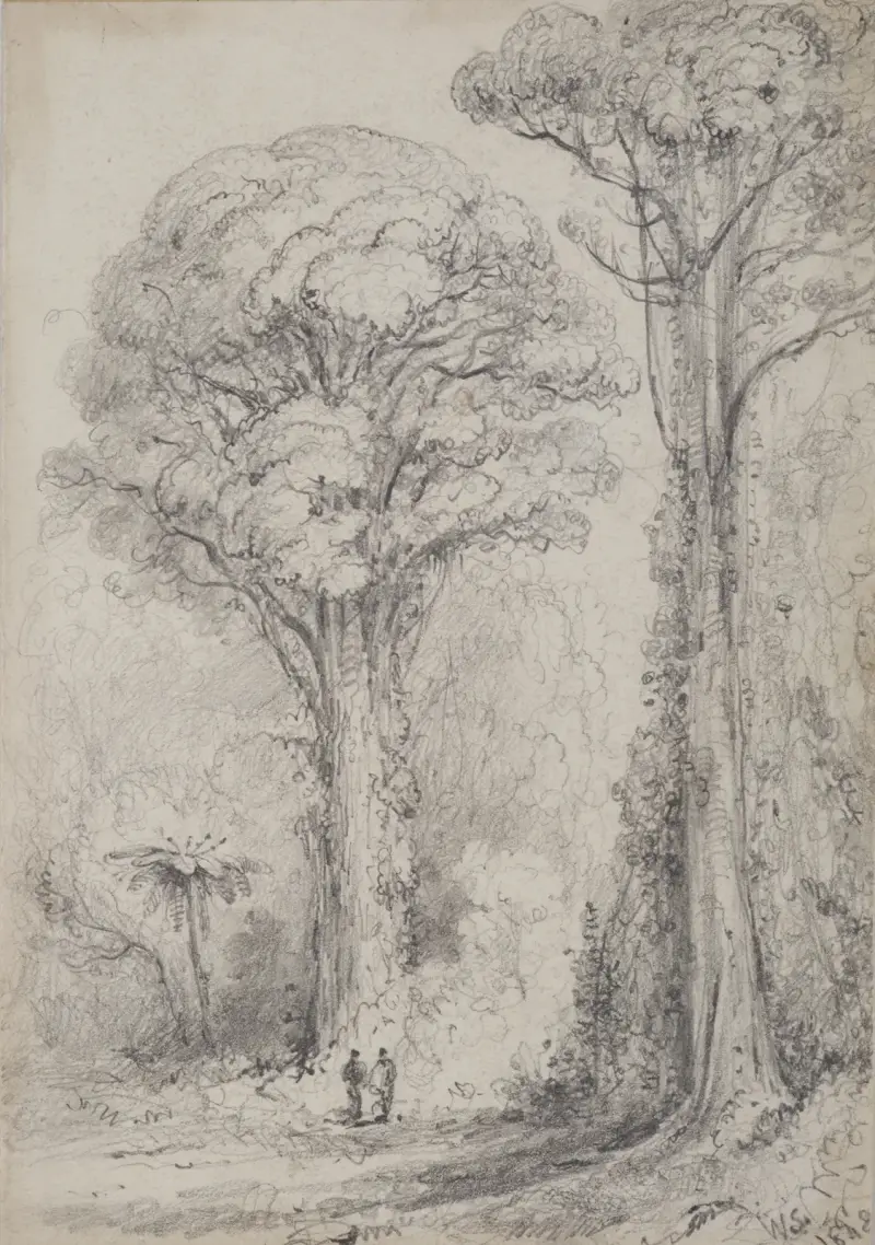White Pine, Stokes Valley av William Swainson